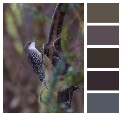 Tree White Throated Treecreeper Bird Image